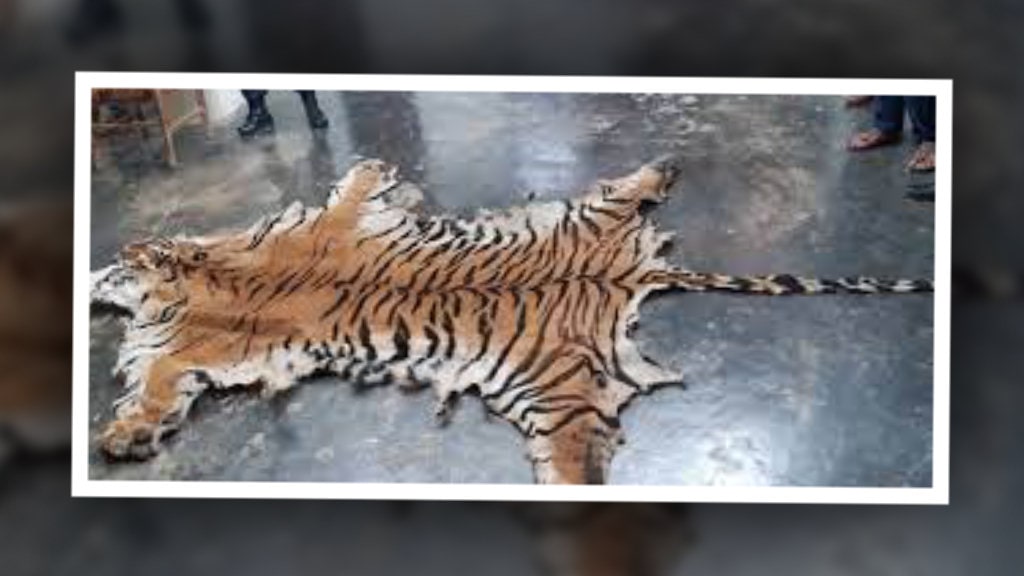 जंगली जनावरको चोरी शिकार बढ्यो