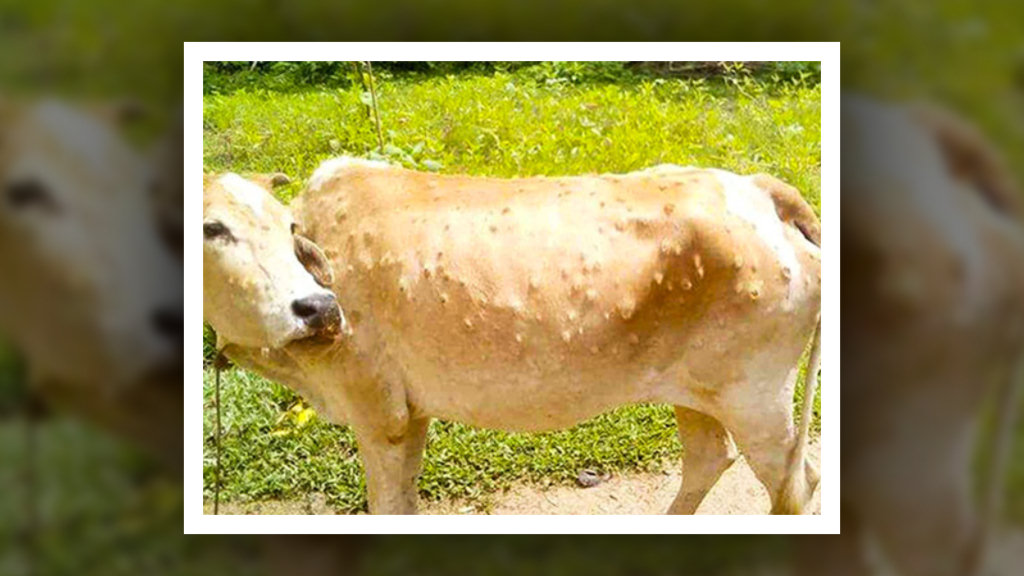 गाई-भैँसीमा ‘लम्पि स्किन’ समस्या image