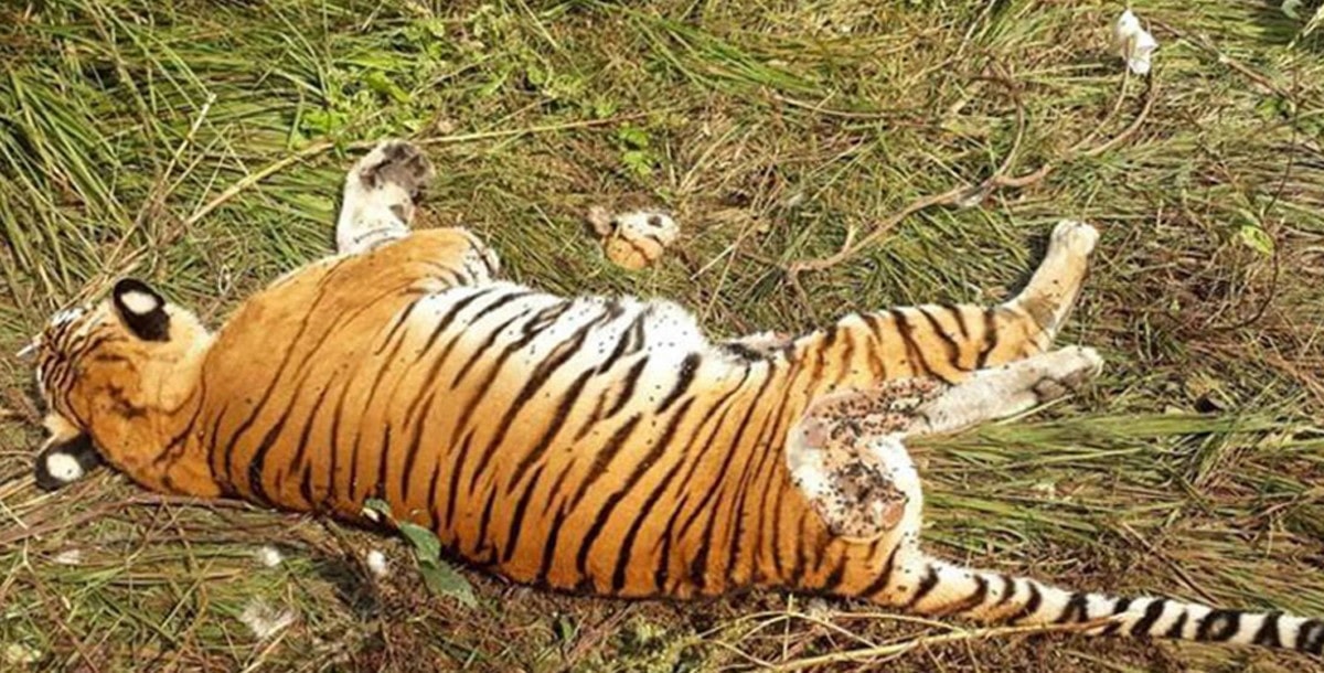 सात वर्षमा चितवन राष्ट्रिय निकुञ्ज क्षेत्रमा ३० बाघ मरे image