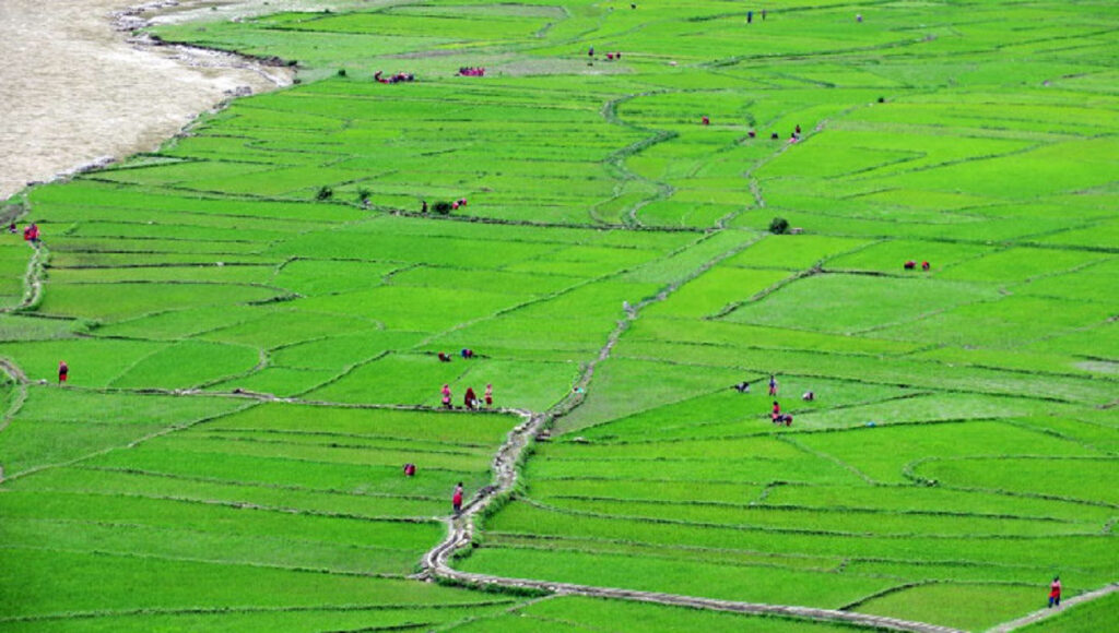 जुम्लामा मार्सी धान रोपाइँको चटारो