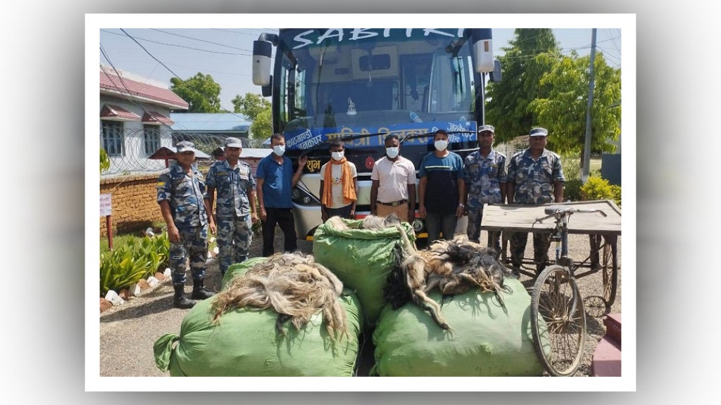 २८ लाख ३० हजार रुपैयाँ मूल्य पर्ने ५ सय ५६ चौरी गाईको पुच्छरसहित ४ जना पक्राउ image