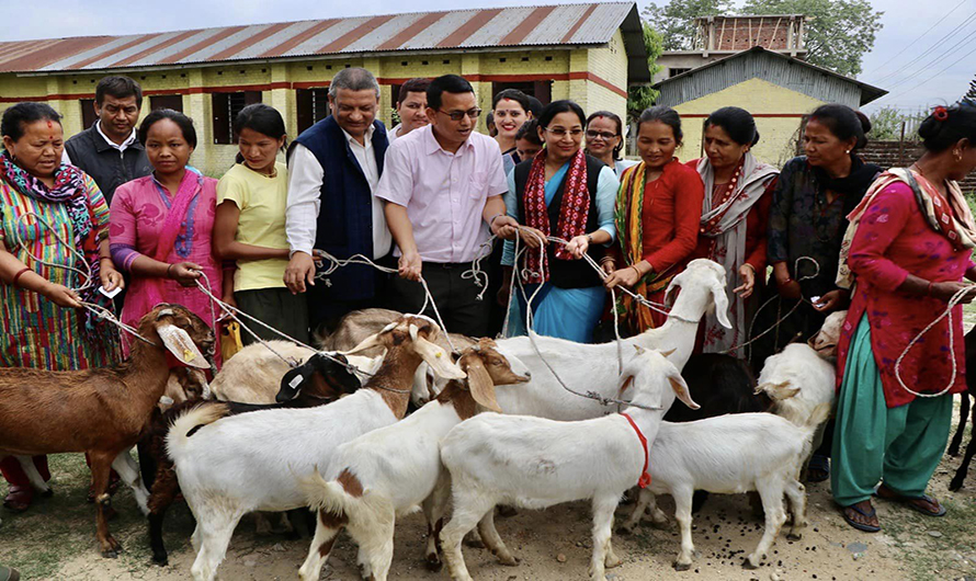 किसानलाई बाख्रा र धानको बीउ image