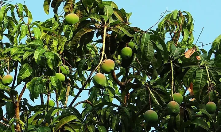 एक करोडभन्दा बढीमा ठेक्का लाग्यो बागवानीको आँप