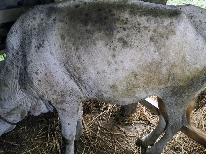 ‘लम्पी स्किन’ ले मरे साढे ९ हजार गाईभैंसी image