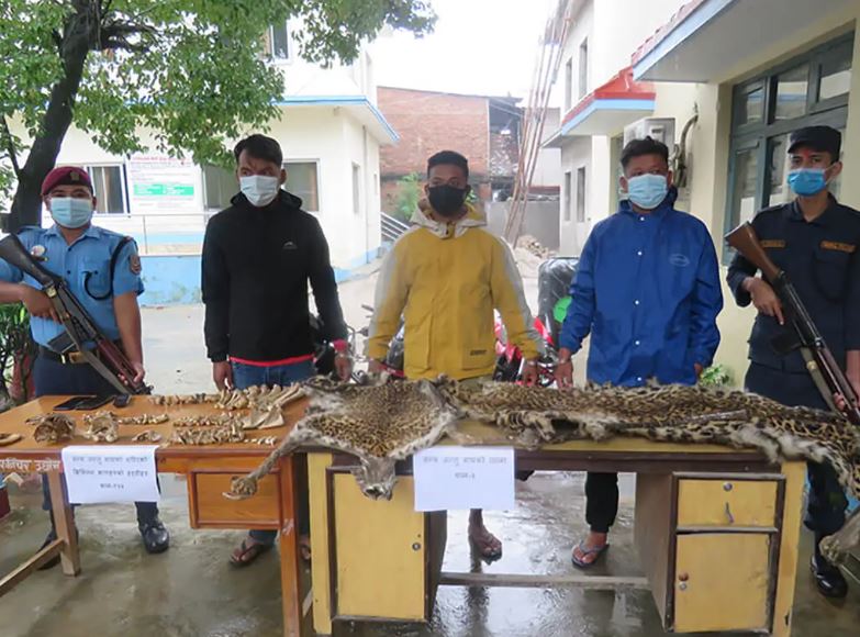 बाघको छाला र हड्डीसहित दाङबाट दुईजना पक्राउ image