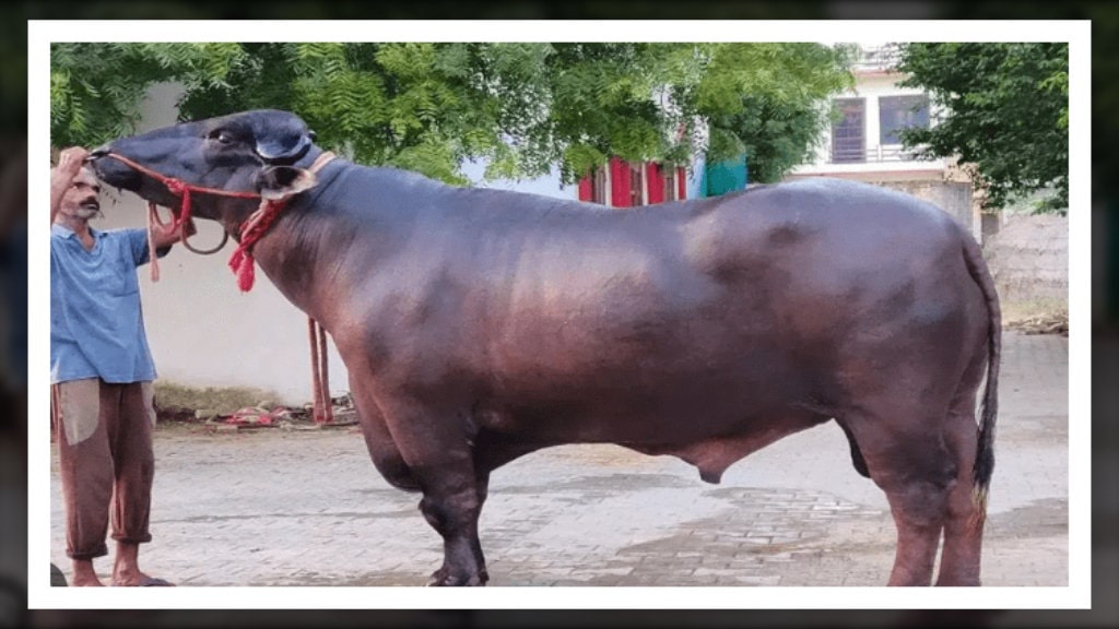 मुर्रा राँगो : भैँसीको नश्ल सुधारका लागि विशेष योगदान image