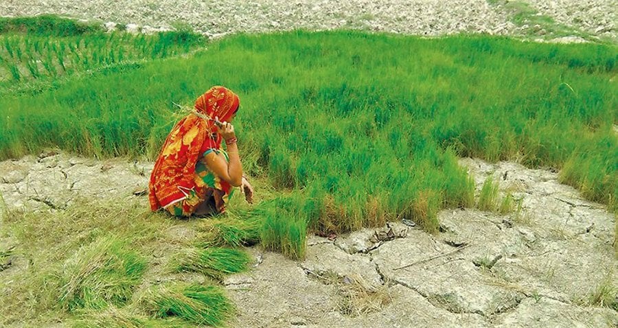 धानको बीउ खेतमै सुक्न थाल्यो image