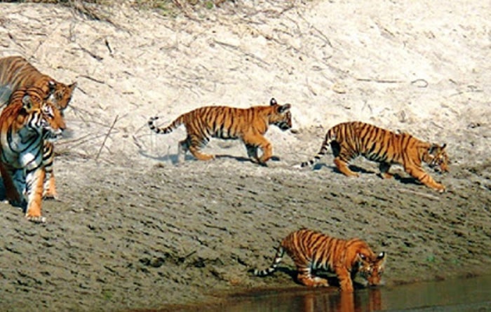 बर्दिया निकुञ्जमा पर्यटकको घुइँचो जति धेरै गर्मी, त्यति धेरै बाघ हेर्न सजिलो image