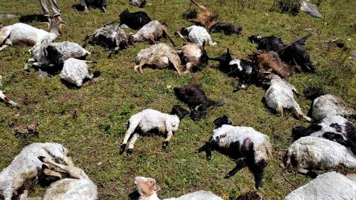 चट्याङ लागेर फुर्केरुख खर्कमा ४५ भेडा मरे image