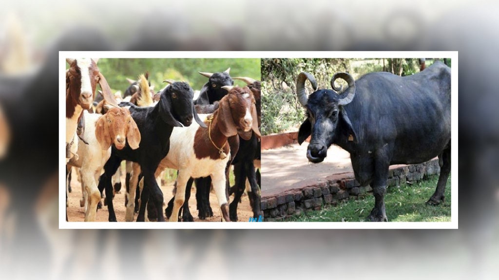 दूध र मासुमा आत्मनिर्भर बनाउन हलेसी तुवाचुङमा किसानलाई भैँसी र बाख्रा वितरण