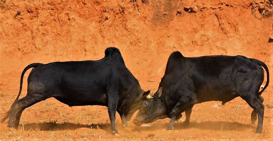 गोरुपाल्ने किसानलाई भत्ता दिने image
