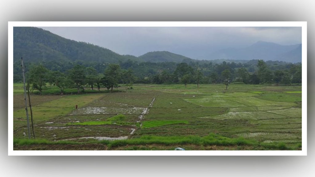 यस वर्ष पानी पर्याप्त मात्रामा नपर्दा तनहुँमा रोपाइँ गर्न ढिला image