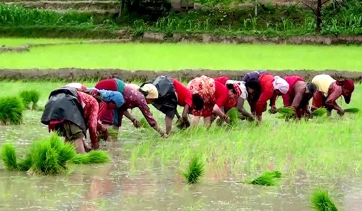 यस वर्ष धान उत्पादन घट्न सक्ने अनुमा, हालसम्म ६८ प्रतिशत मात्र रोपाइँ image