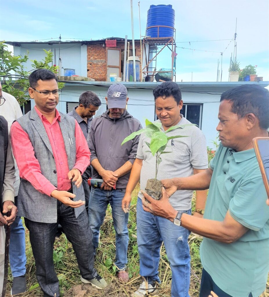 एभोकाडोको शहर बनाउने अभियानः ढकालको वडामा हजारबढी बिरुवा वितरण