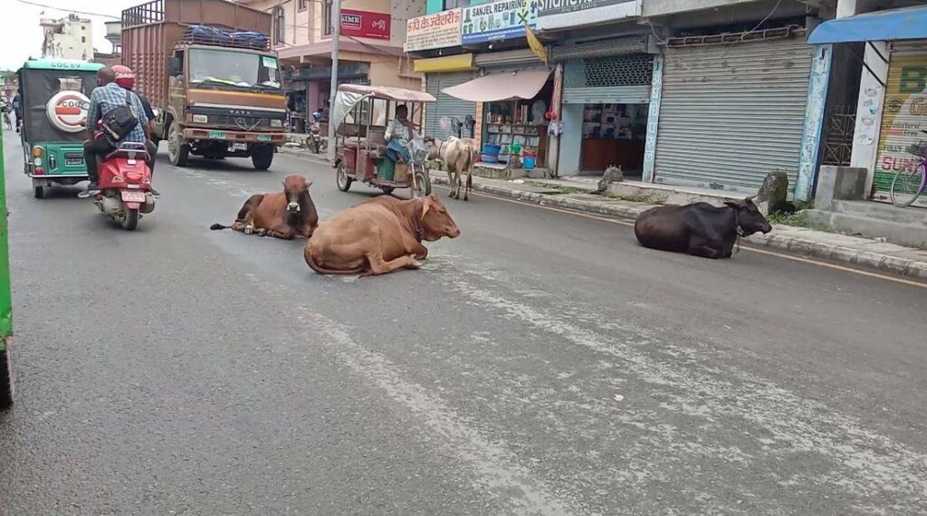 देशका प्रमुख सहरमा छाडा चौपायाका कारण सवारी दुर्घटनाको जोखिम बढ्दै, सम्बन्धीत निकायले ध्यान दिन जरुरी
