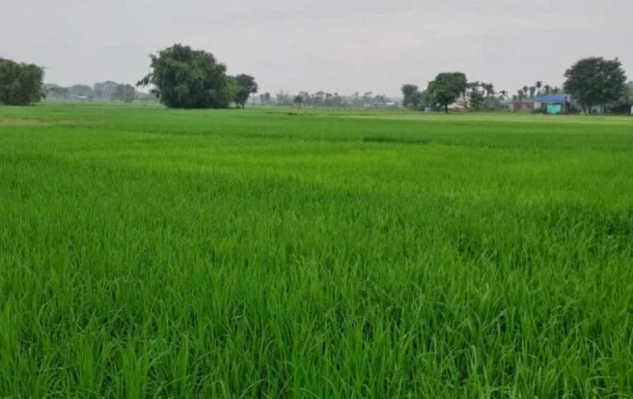 अघिल्लो वर्ष ९४ प्रतिशतसम्म रोपाइँ, यस वर्ष झण्डै ९० प्रतिशत मात्र रोपाइँ