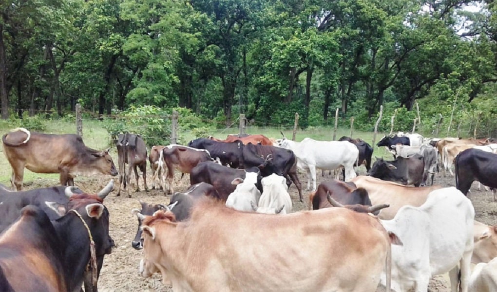 किसानलाई छाडा पशुबाट बाली जोगाउनै हम्मे