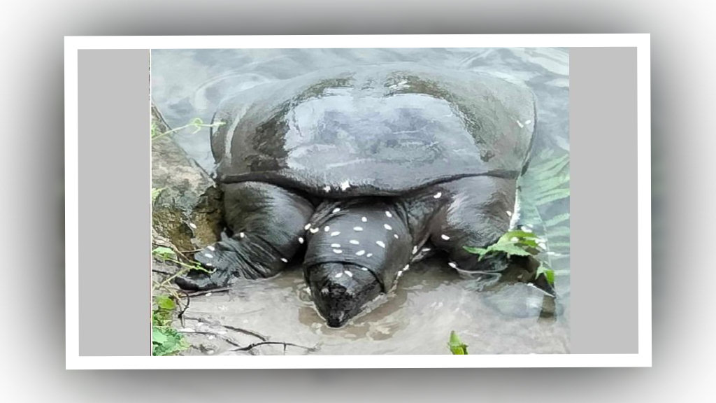 बेतनामा फेला पर्‍यो अति सङ्कटापन्न ‘ब्लाक सफ्टसेल’ कछुवा image