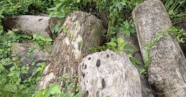 अमुल्य वन पैदावरहरु सडेर दिनदिनै माटोमा परिणत हुदै
