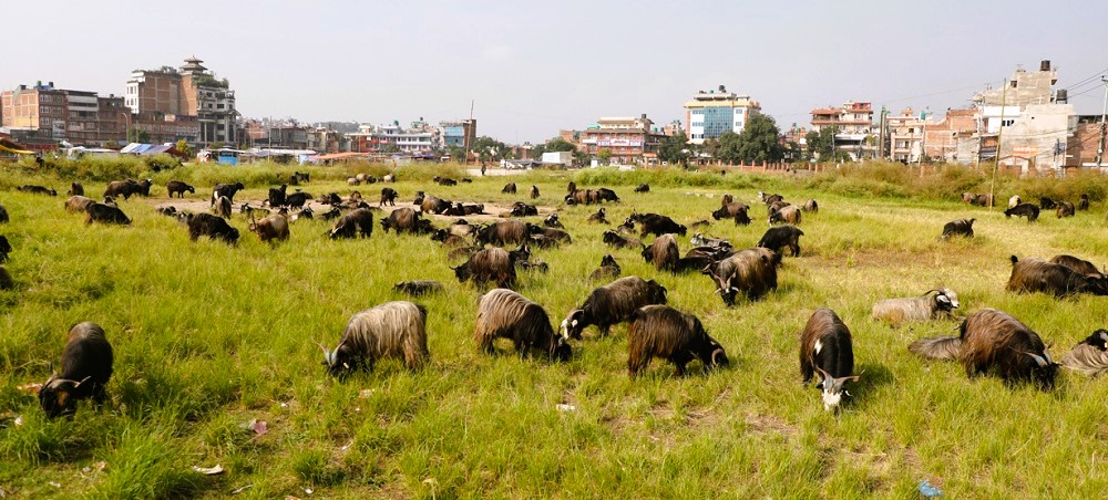दशैंका लागि तिब्बत र मनाङबाट काठमाडौं भित्रिए च्याङ्ग्रा