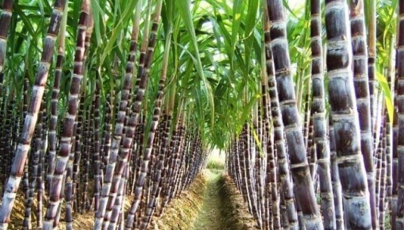 सरकारबाट अनुदान रकम नपाउँदा किसान आर्थिक संकटमा