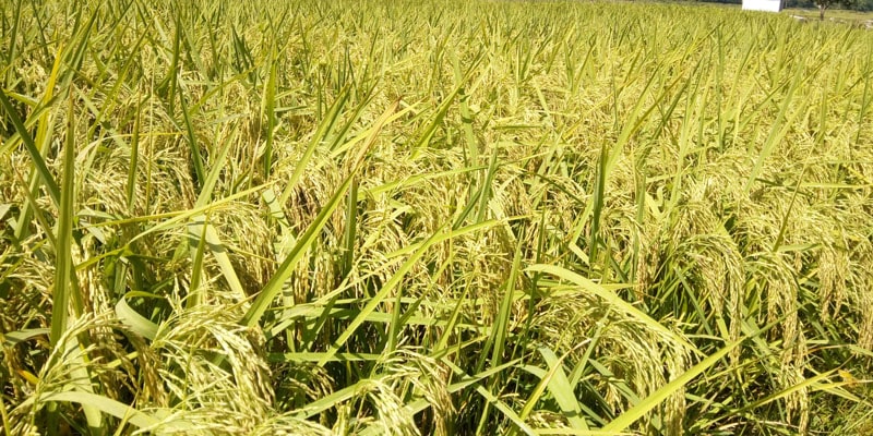 मनसुन लम्बियो :‘धान नकाटौँ, काटेको भए भित्र्याइहालौँ’