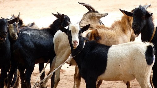 च्याङ्ग्राको विकल्पमा स्थानीय खसीबोका