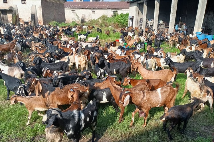उपत्यकाका विभिन्न ११ वटा स्थानबाट खसीबोकाको स्वास्थ्य परीक्षण गर्ने प्रक्रिया सुरु