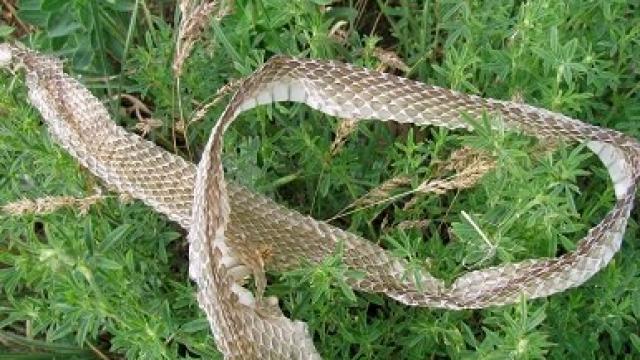 यसकारण फेर्छ सर्पले काँचुली