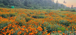 मधेसमा माली समुदायको पुर्ख्यौली पेसा सङ्कटमा, बिचौलिया र खुला सिमानाको मार image