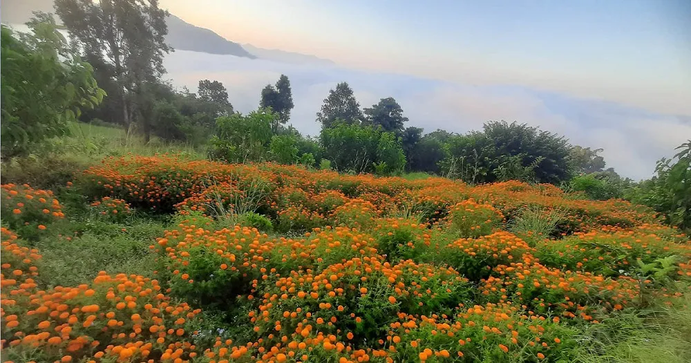 तिहारमै बिक्री भएन फूल, किसान निराश