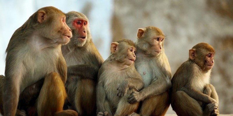 किसानलाई मल बीउभन्दा बाँदर आतङ्क समस्या