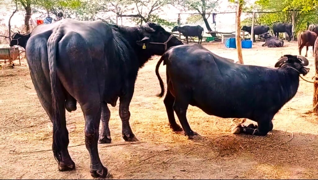नश्ल सुधारका लागि विदेशबाट कति पशुचौपाया ल्याइयो ?