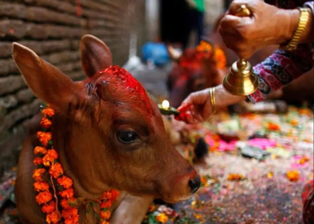 आज गाई तिहार, गाईको पूजा गरेर तिहार मनाइँदै image