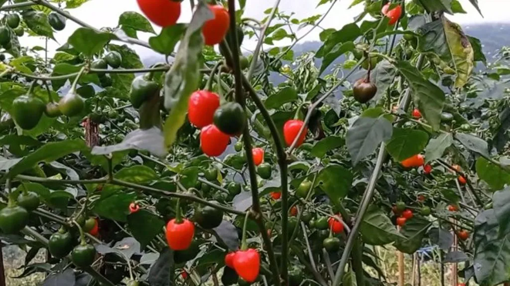 बैटारीमा अकबरे खुर्सानीको व्यावसायिक खेती