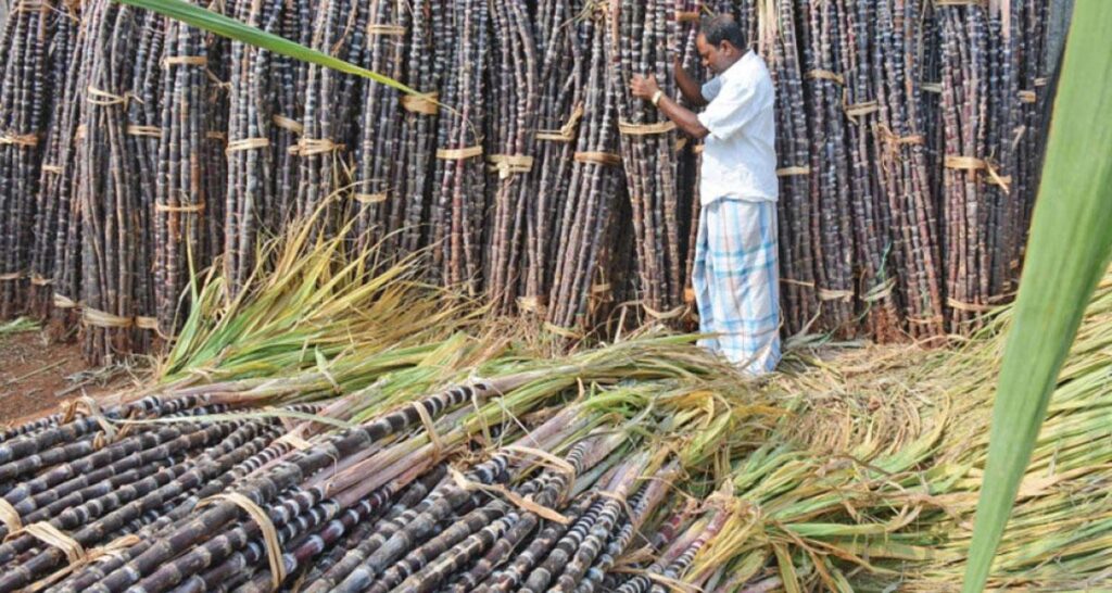 कञ्चनपुरका उखु किसानले ३२ करोड रुपैयाँ अनुदान पाउन बाँकी