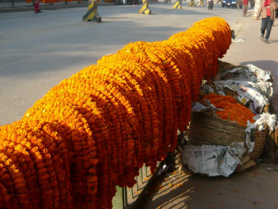 सरकारले भारतीय फूललाई कडाइ नगर्दा फूल किसान र व्यवसायी मारमा