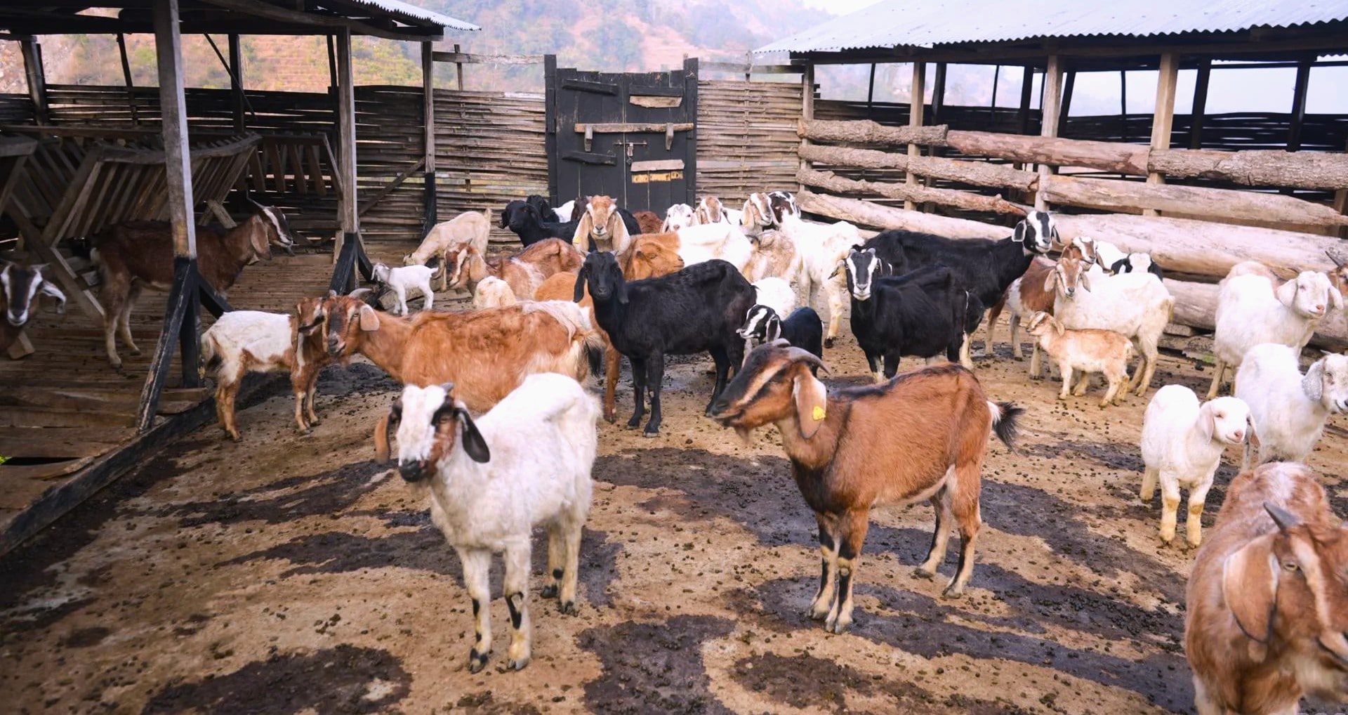 बाख्रापालनबाट आम्दानी गर्दै पूर्णकुमार image
