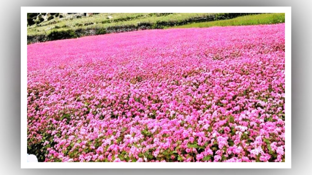 लोप हुन लाग्यो ताप्लेजुङको रैथाने फापर