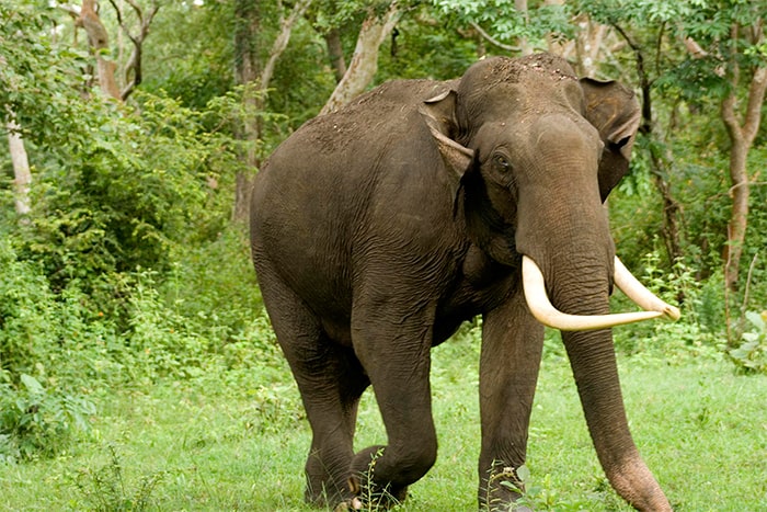जंगली हात्तीले कुल्चर झापामा एक जनाको मृत्यु