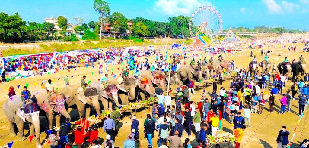 महोत्सवमा हात्तीलाई वनभोज, ६० वटा हात्ती एकै ठाउँमा