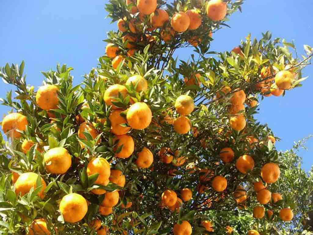 गाउँमा करोडौँको सुन्तला, बजार पुर्‍याउन गाह्रो