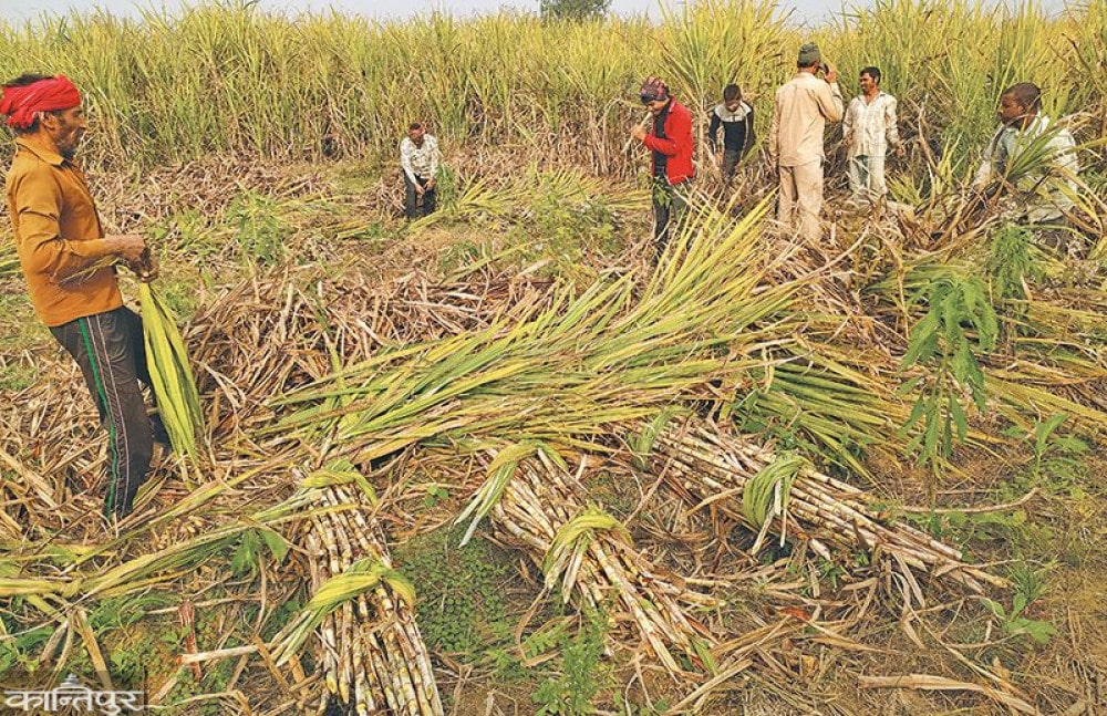चिनी किलोमै २५ रुपैयाँ बढ्दा किसानलाई उखुमा ११ पैसा वृद्धिको प्रस्ताव image