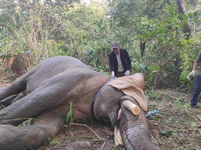 निकै आक्रमक र चलाख ध्रुबेलाई तेस्रो पटक स्याटलाइट कलर जडान गरेर छोडियो