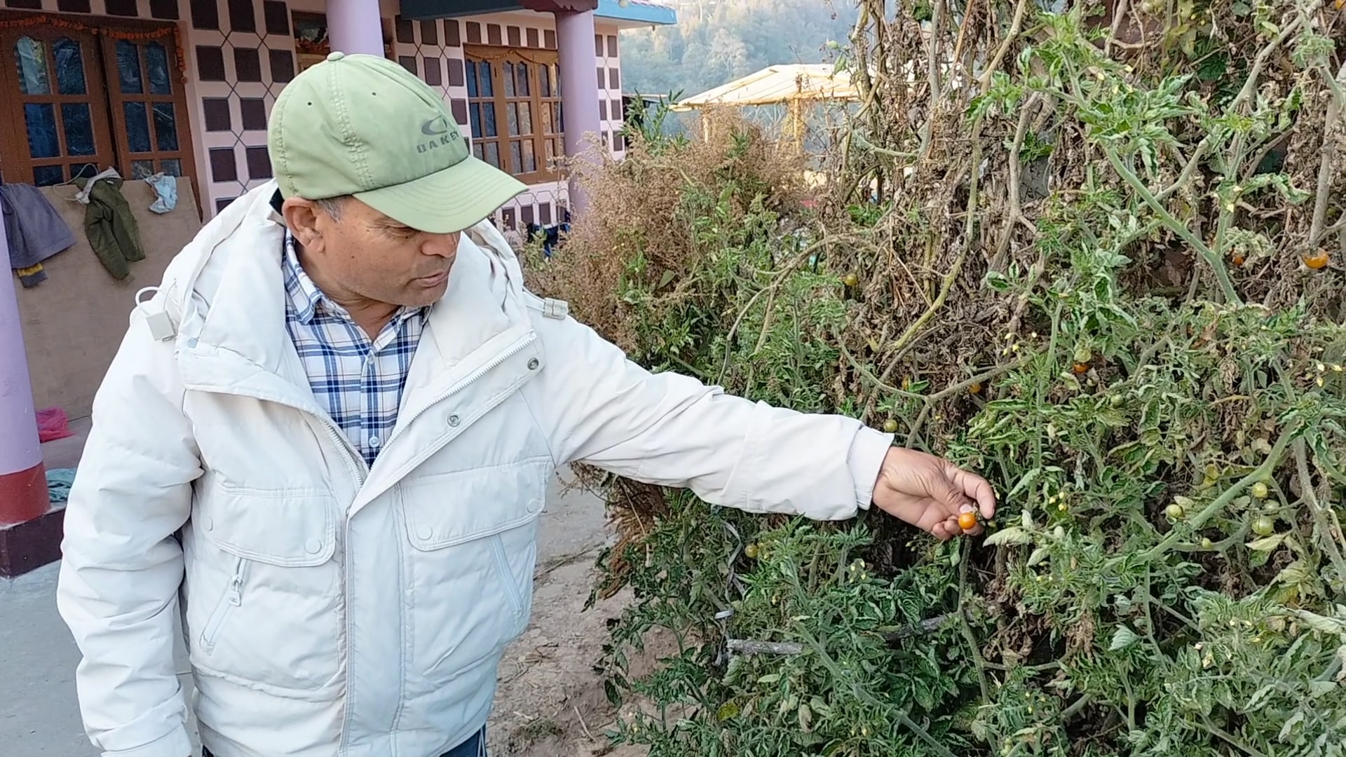 किसानको बारीबाट थालिमा पस्किने, खानामा डायमण्ड हिलको प्रसिद्धि