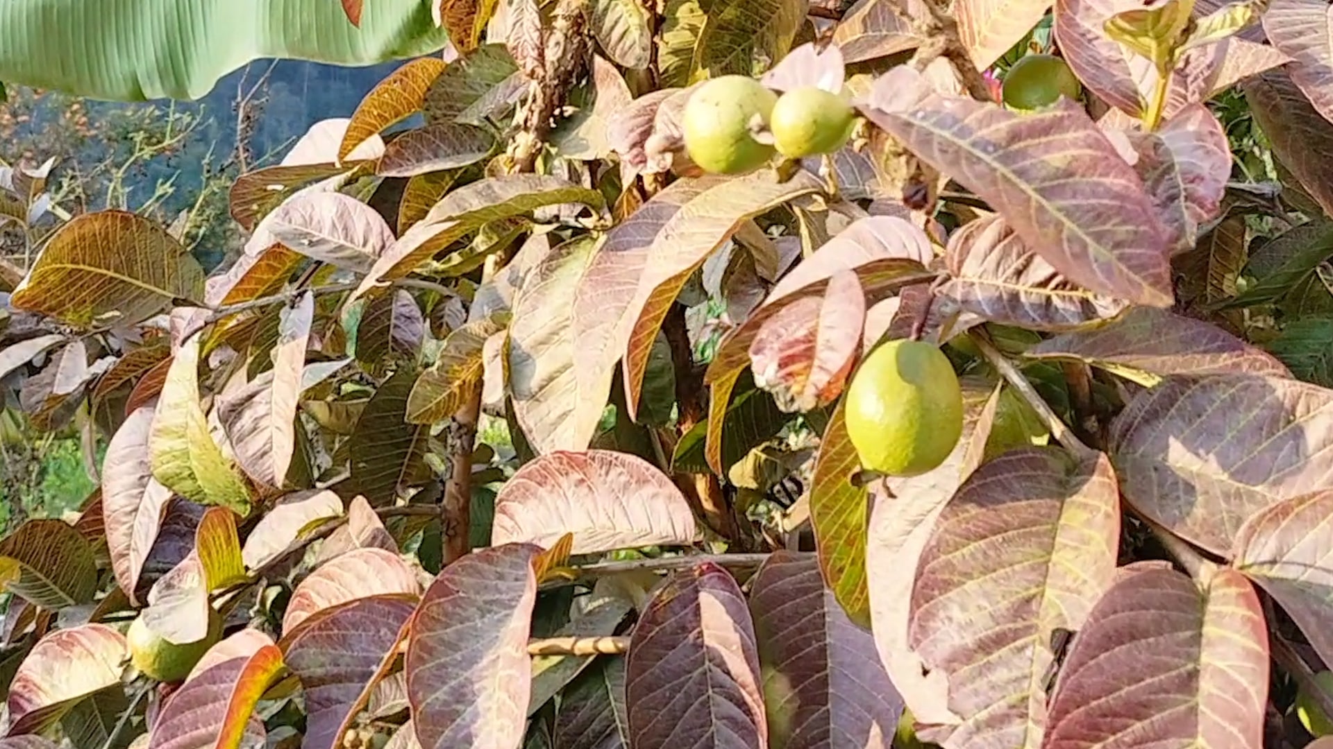 किसानको बारीबाट थालिमा पस्किने, खानामा डायमण्ड हिलको प्रसिद्धि
