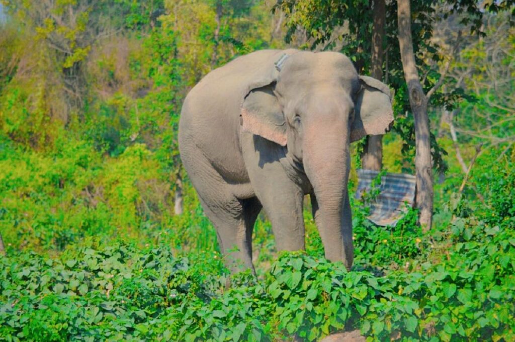 ध्रुर्वे हात्तीले आतंक मच्चाउन छाडेन, निकुञ्ज आसपास सतर्कता अपनाउन अनुरोध