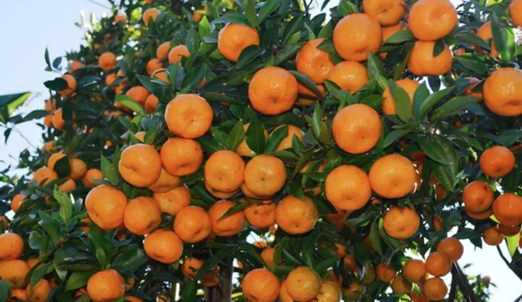 एउटै वडाबाट ११ करोडको सुन्तला बिक्री