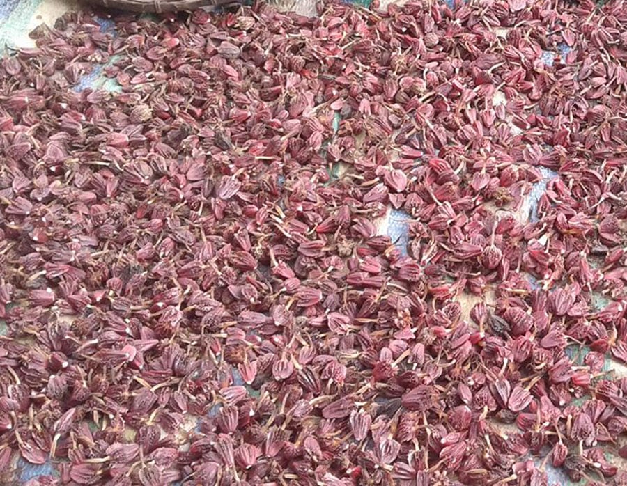 अलैँचीको निर्यात ४४ प्रतिशतले बढ्यो