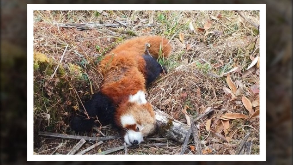 इलामको सन्दकपुरमा मृत भेटियो पोथी रेडपान्डा